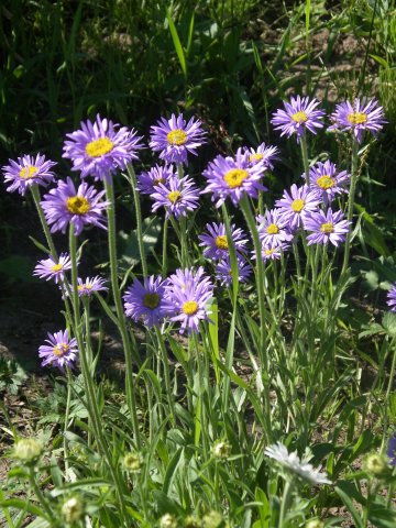aster alpinus